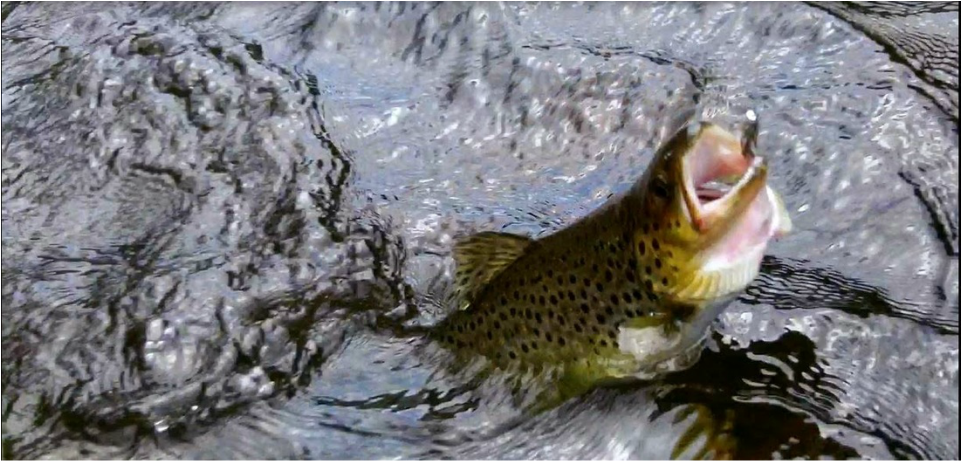 Trout Unlimited's Guide to America's 100 Best Trout Streams 