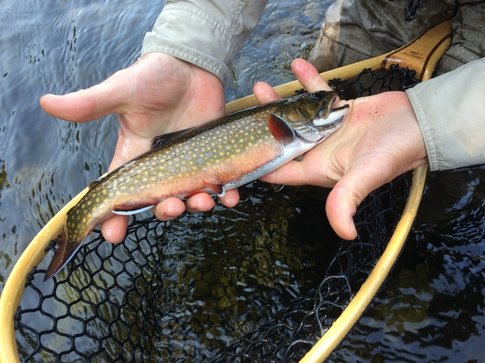 Fly tying and fishing in New Jersey