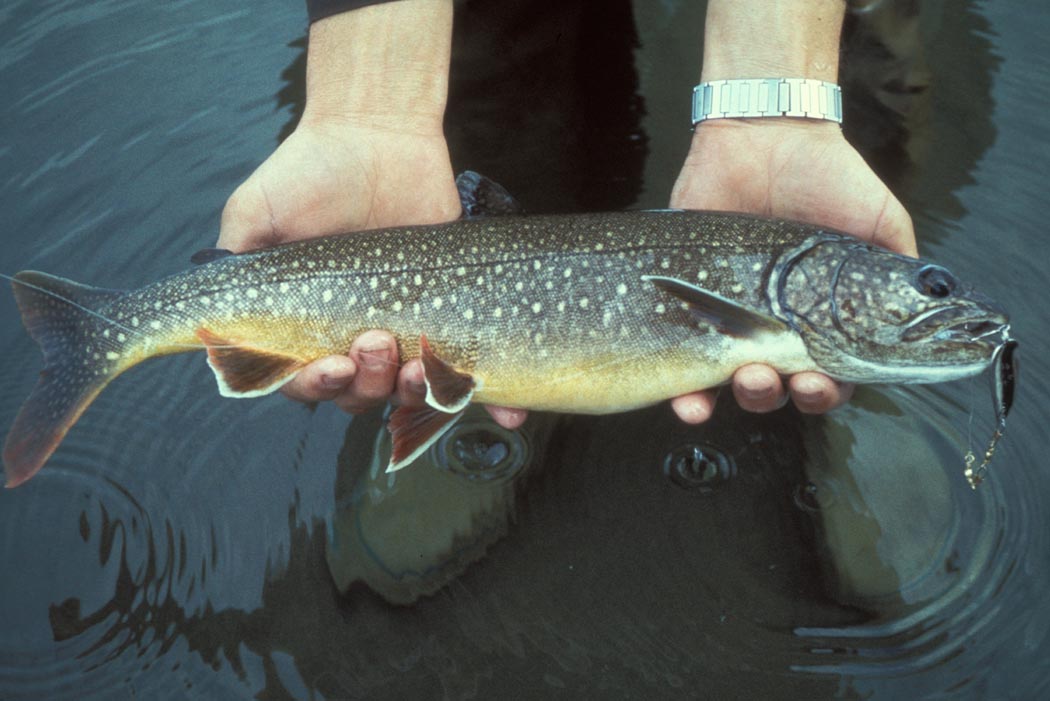 Trout Stocked Lakes in New Jersey - Overview